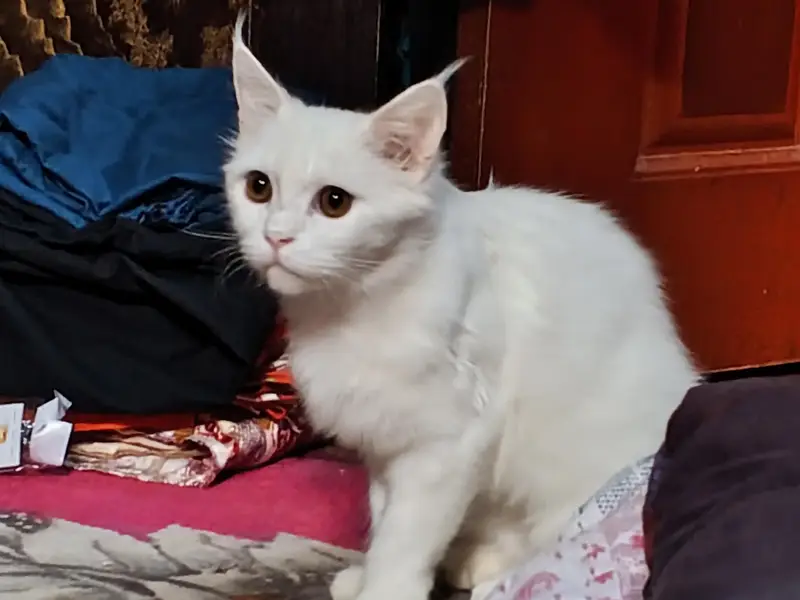 Turkish Angora — photo 3