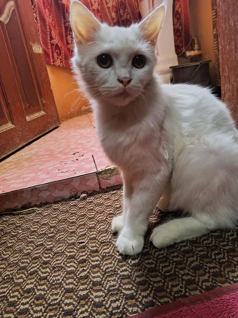 Turkish Angora — photo 4