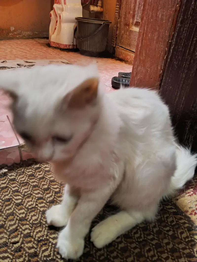 Turkish Angora — photo 5