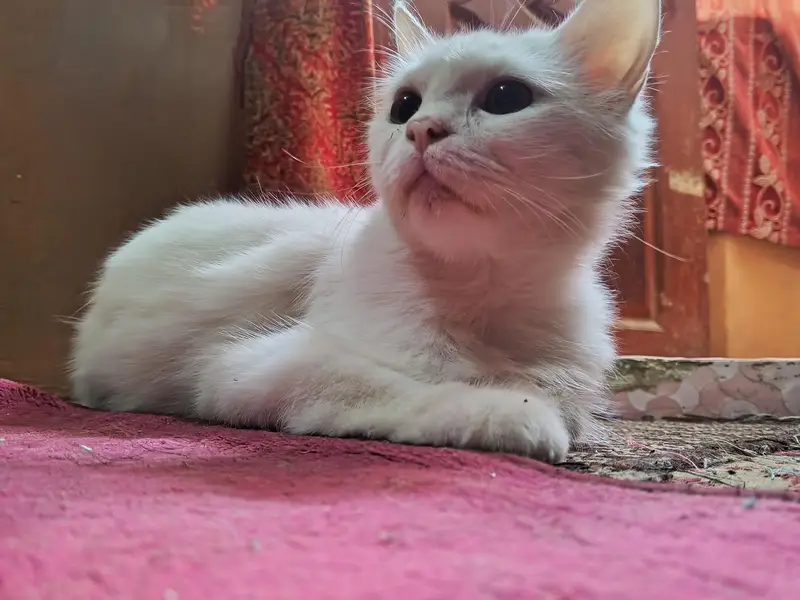 Turkish Angora — photo 7