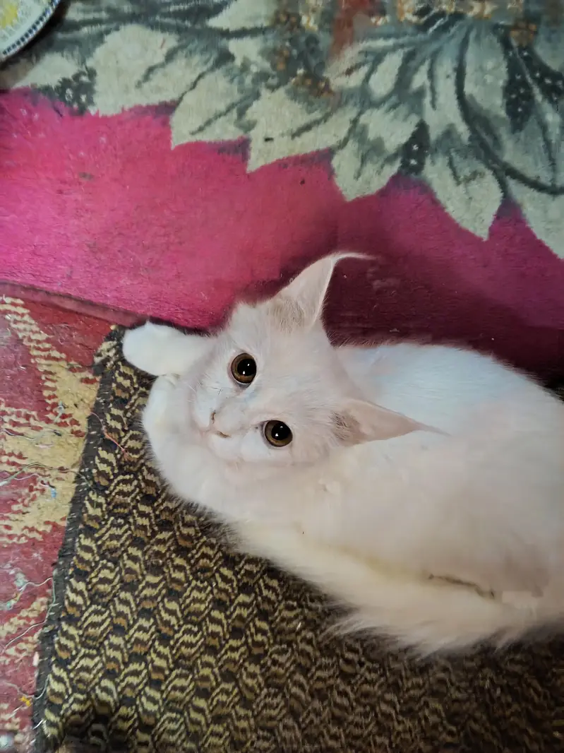 Turkish Angora — photo 8