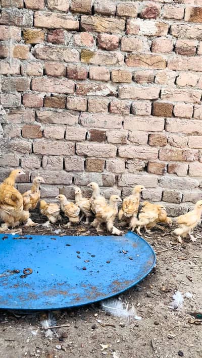 Golden Buff fancy hens aseel