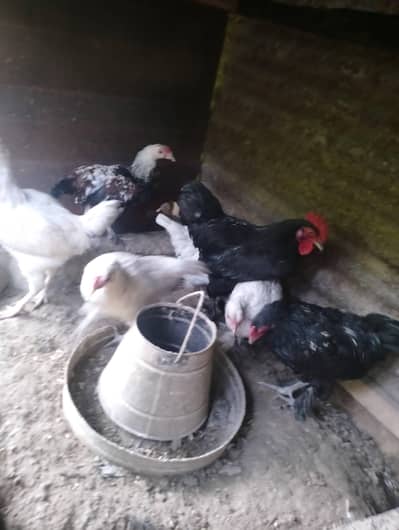 Bantam hens available for sale