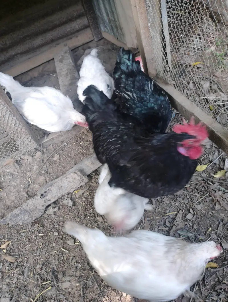 Bantam hens available for sale — photo 2