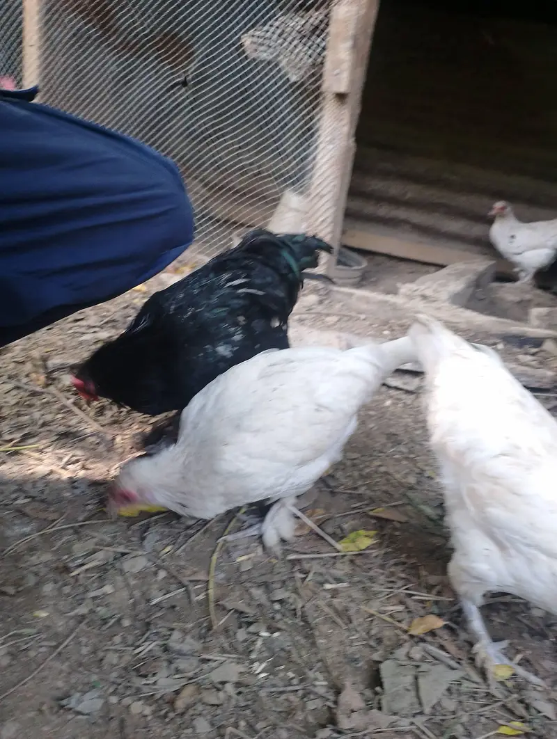 Bantam hens available for sale — photo 3