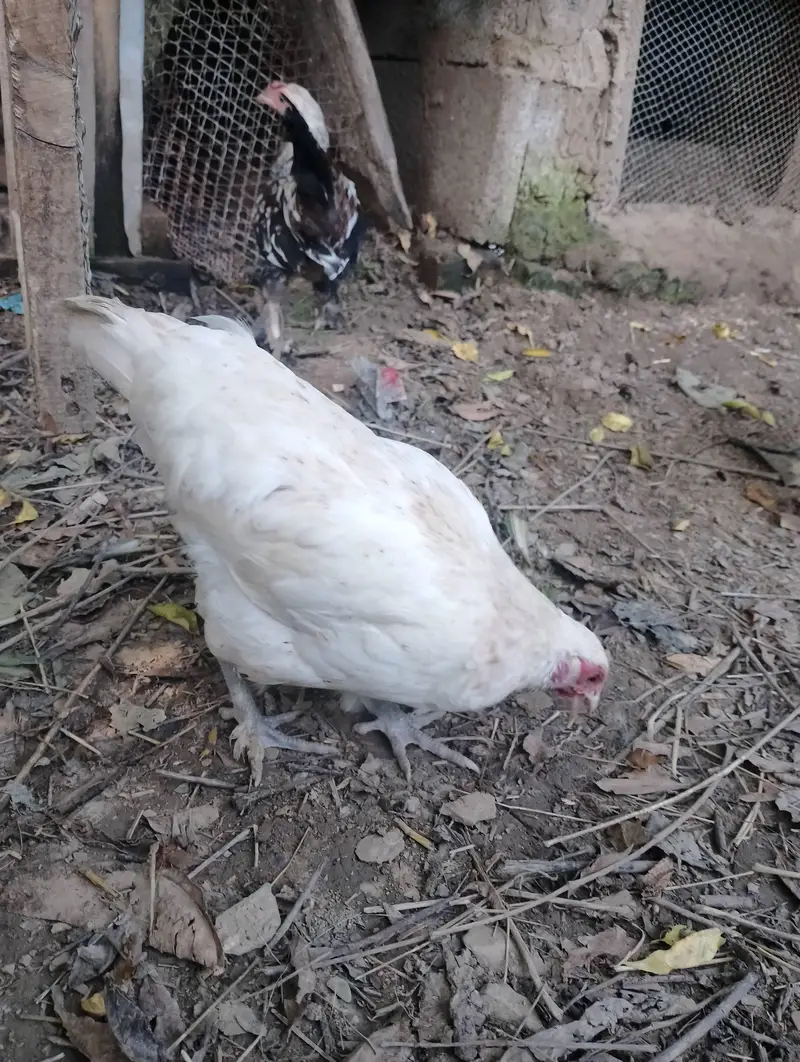Bantam hens available for sale — photo 4