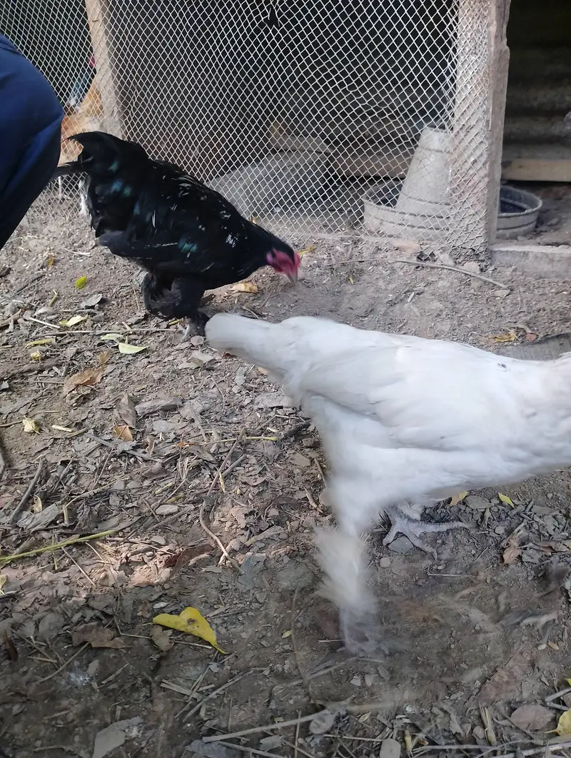 Bantam hens available for sale — photo 5
