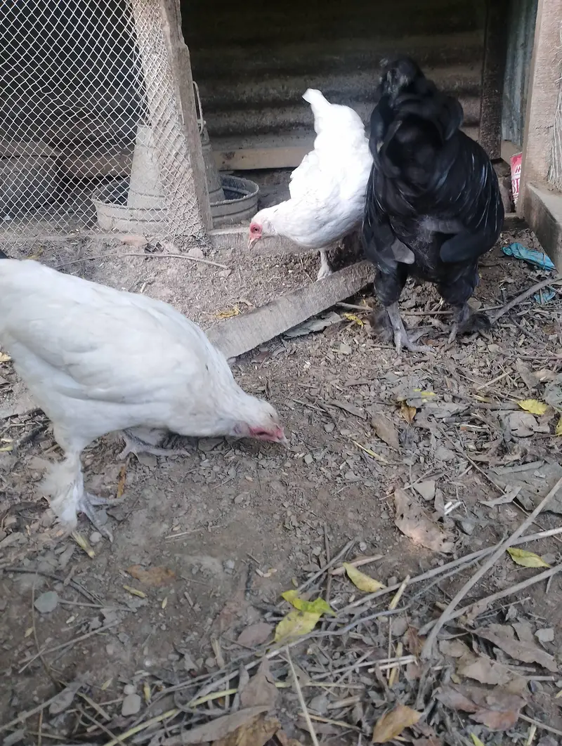 Bantam hens available for sale — photo 6