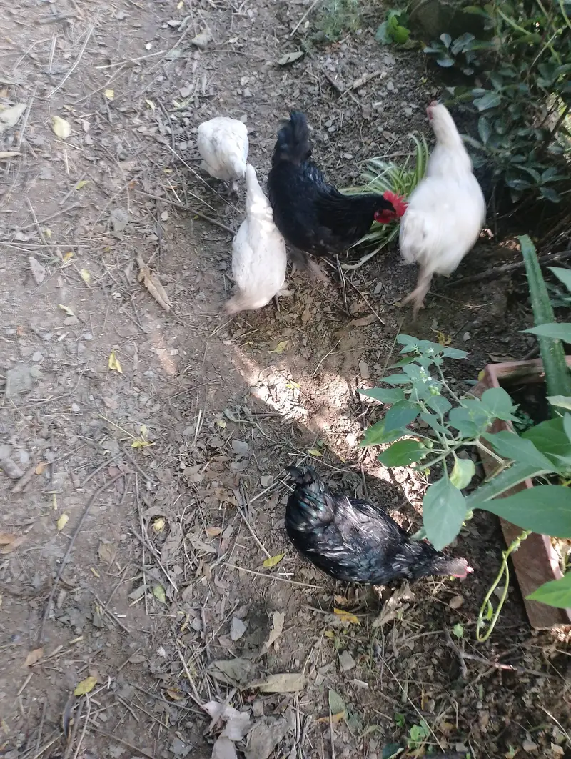 Bantam hens available for sale — photo 7