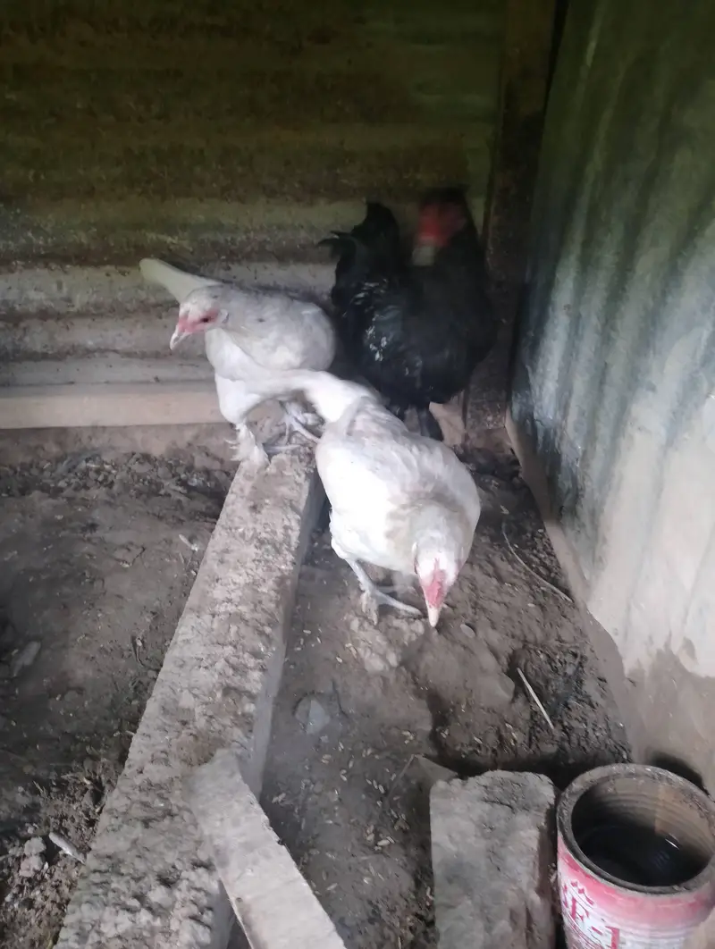 Bantam hens available for sale — photo 8