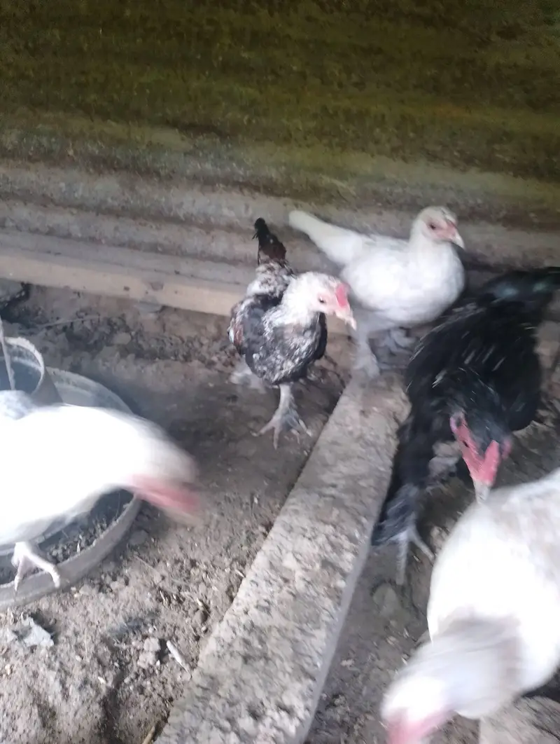 Bantam hens available for sale — photo 9