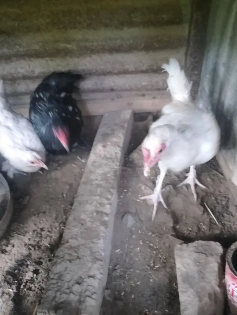 Bantam hens available for sale — photo 10