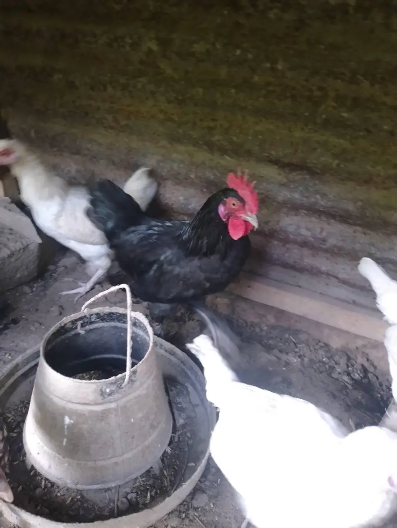 Bantam hens available for sale — photo 11