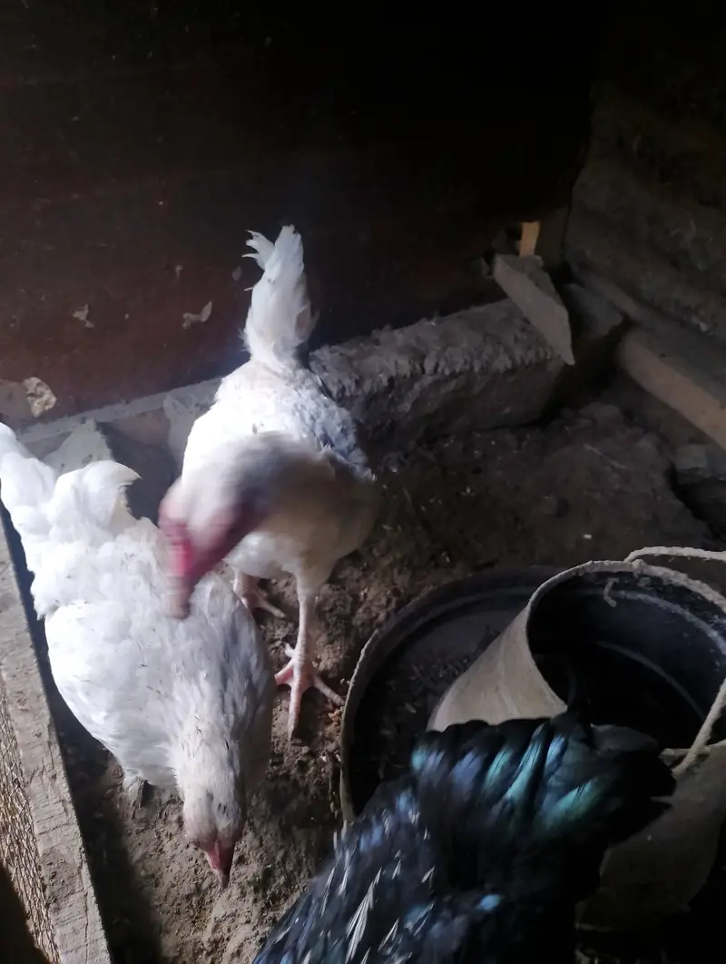 Bantam hens available for sale — photo 12