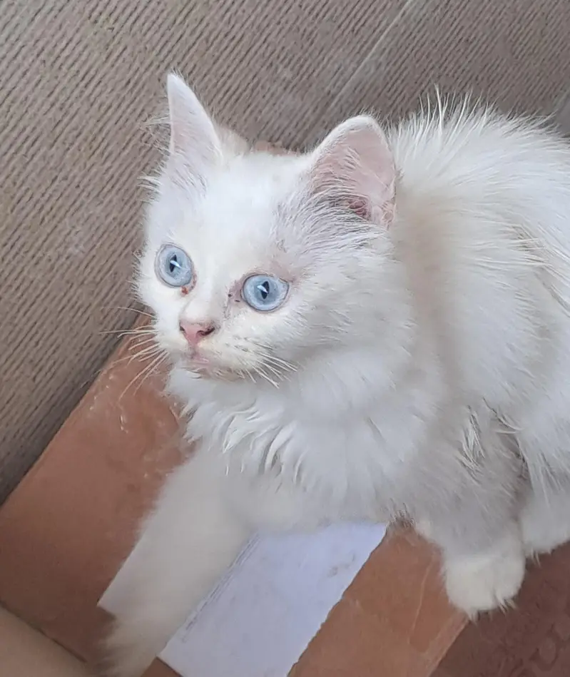 kittens — photo 3