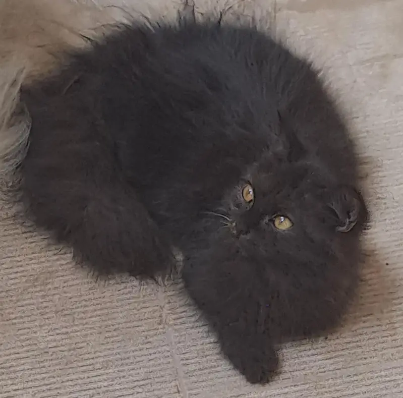 kittens — photo 4