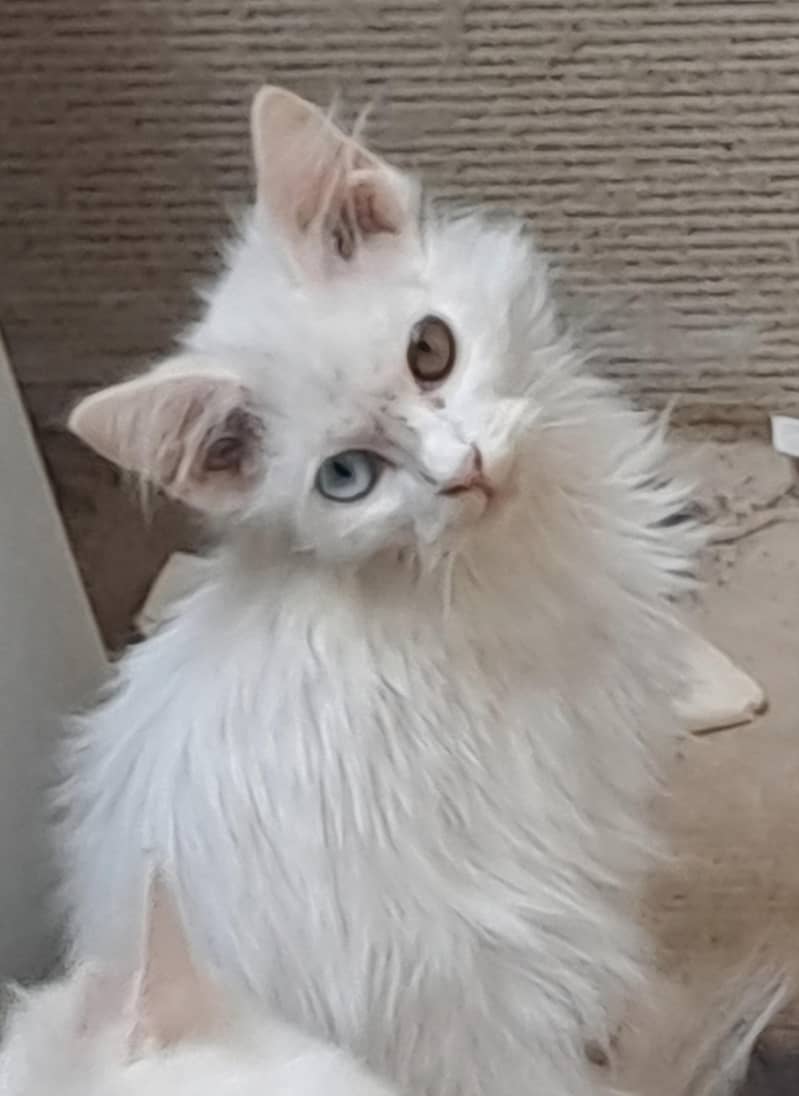 kittens 4