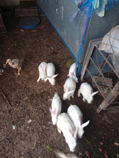 Rabbit