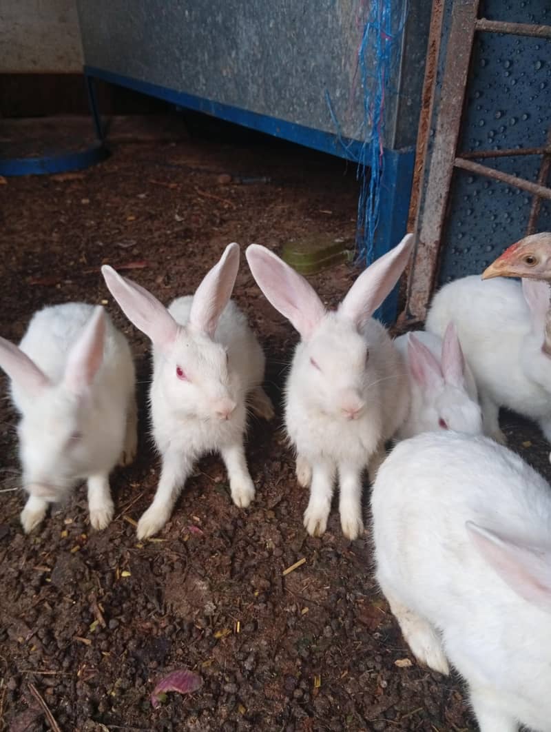 Rabbit 1