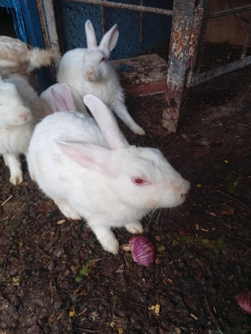 Rabbit 2