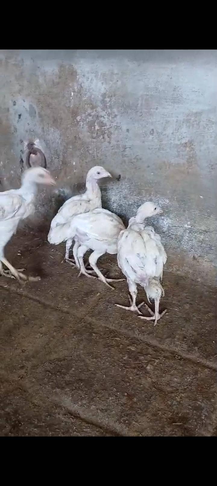 4 peace 6