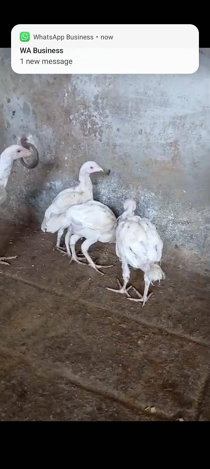4 peace 7