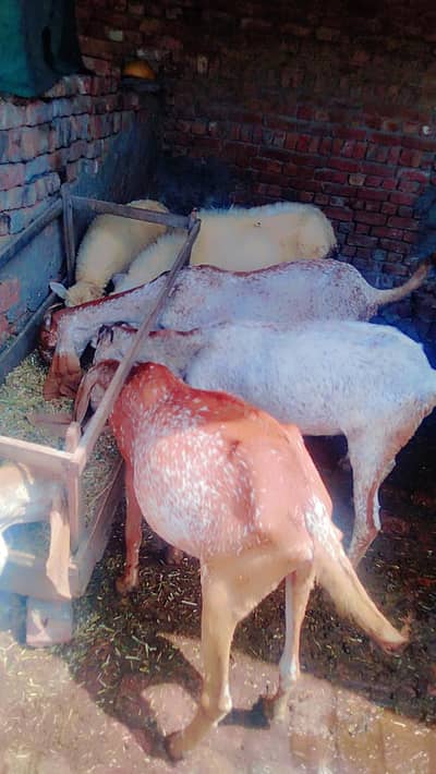 makhi cheni
