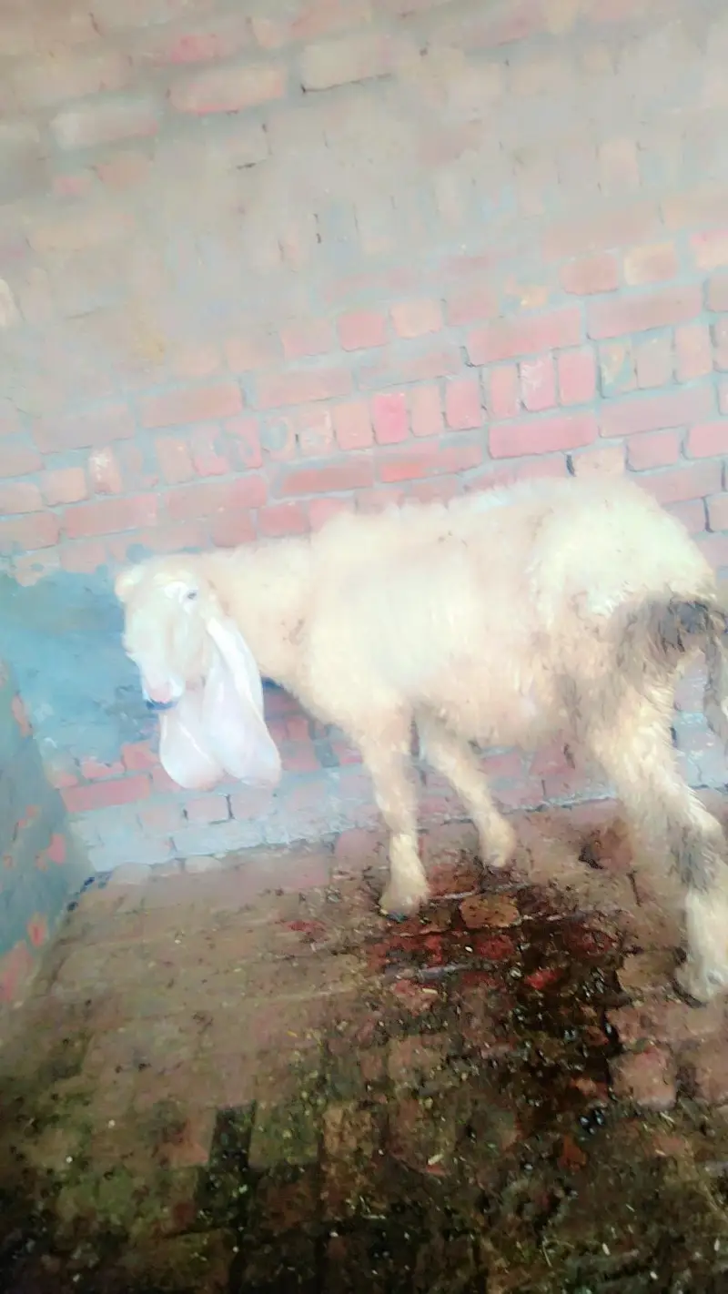 makhi cheni — photo 6