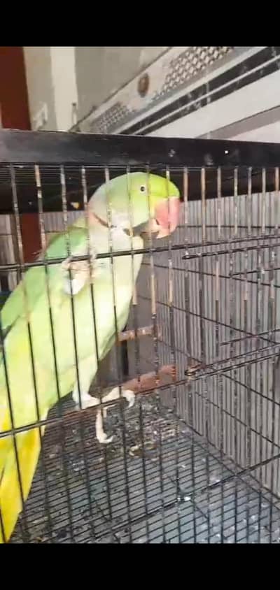 2 parrot or pinjra for sale All new