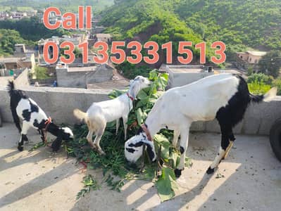 goats four sal