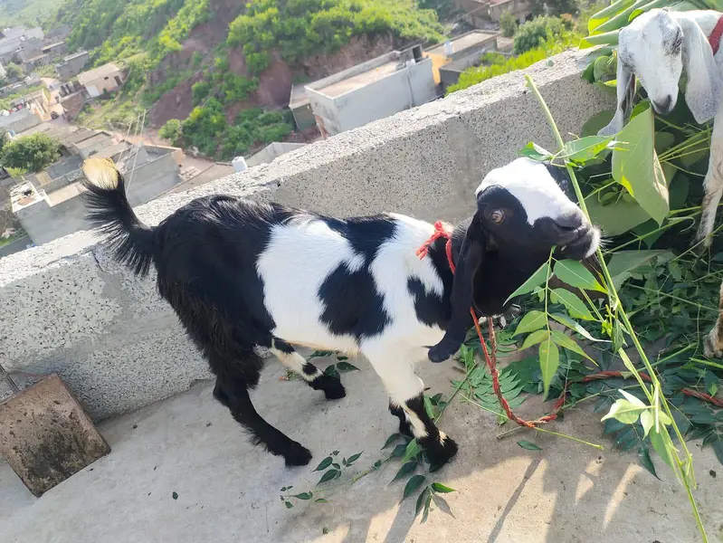 goats four sal — photo 2