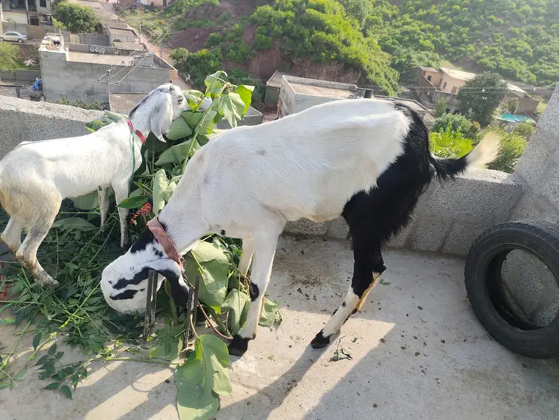 goats four sal — photo 3