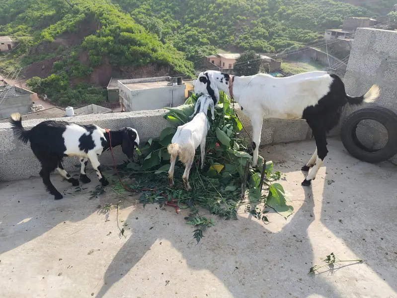 goats four sal — photo 4