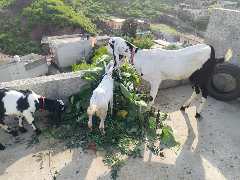 goats four sal — photo 5