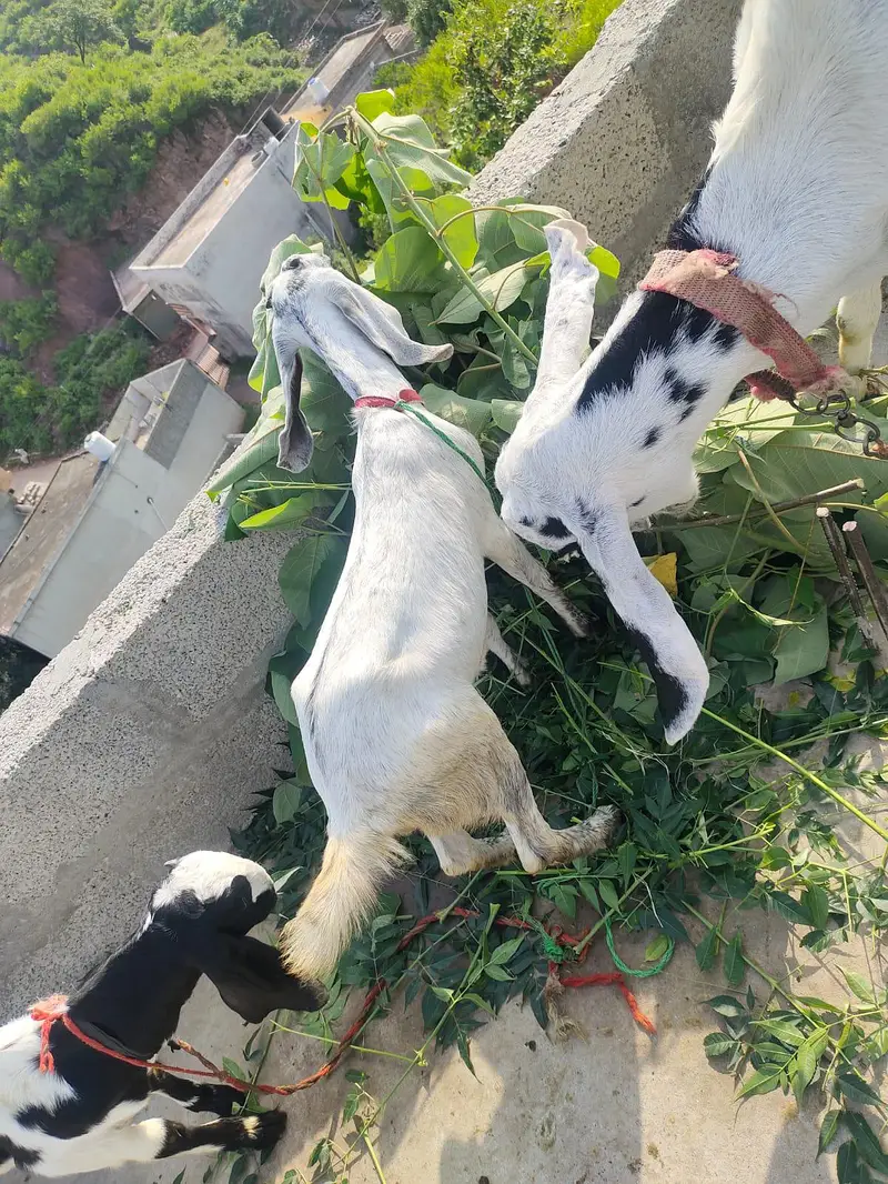 goats four sal — photo 6