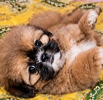 shih tzu female puppy available for sale