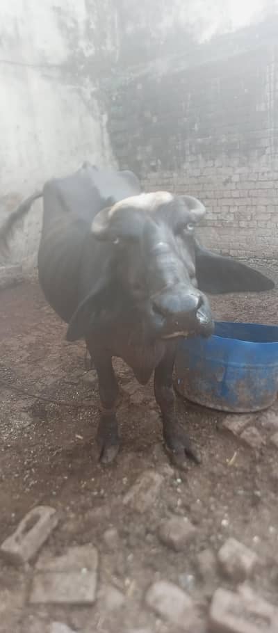 bufflo