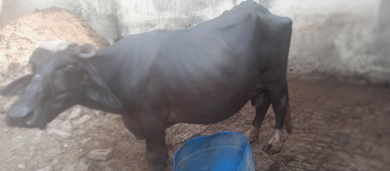 bufflo 1