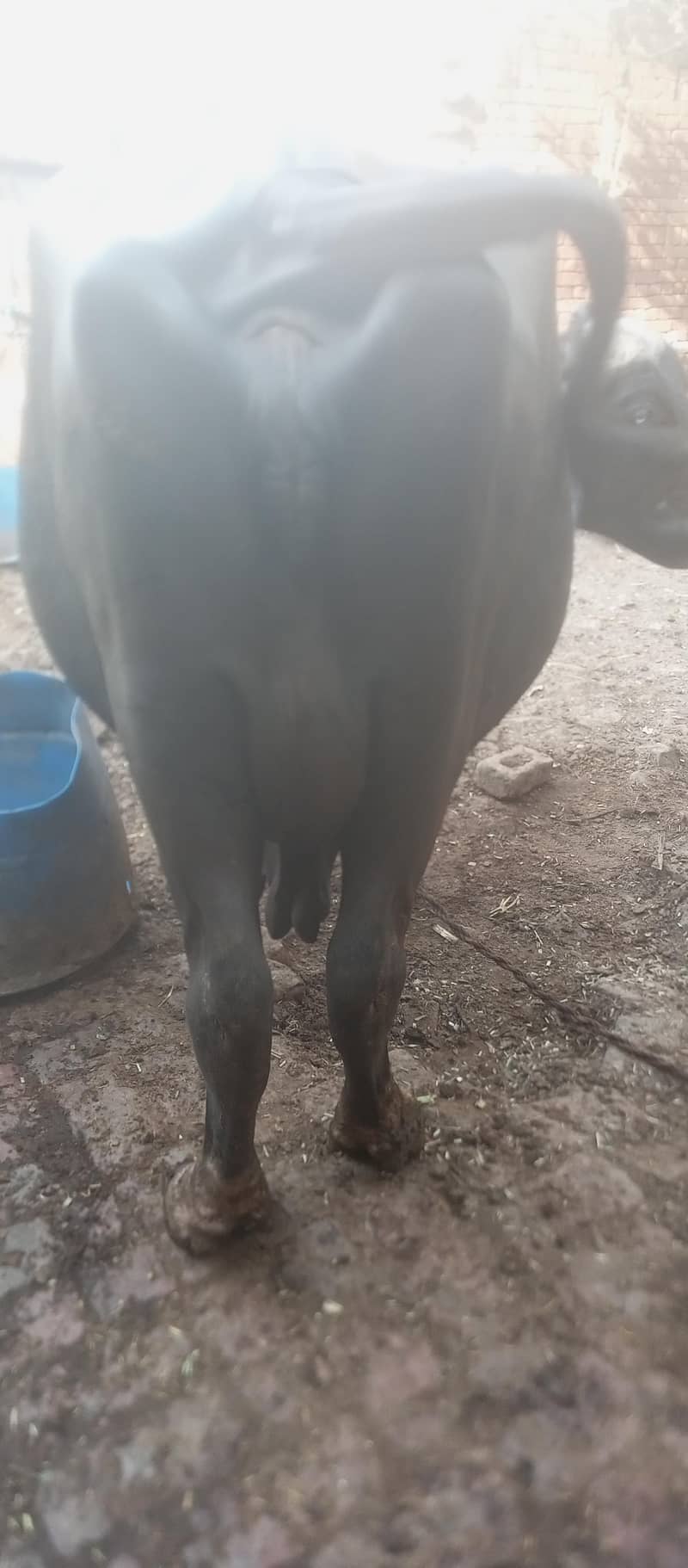bufflo 3