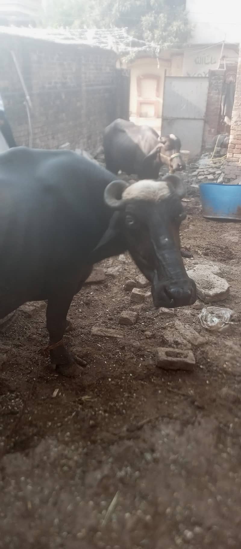 bufflo 4