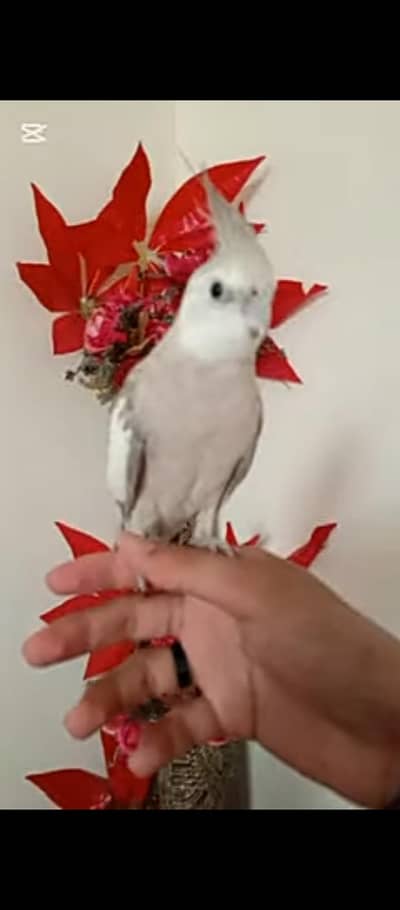 WHITE FACE MAIL GREY PIED FRMALE ACTIVE PIR GORGEOUS SINGING