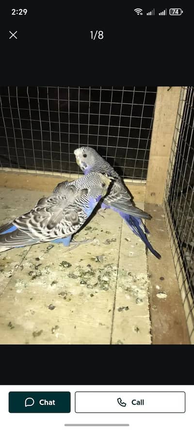 Hogoromo breeder pair