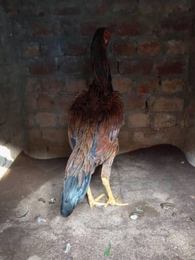 sale female hen high quality breed