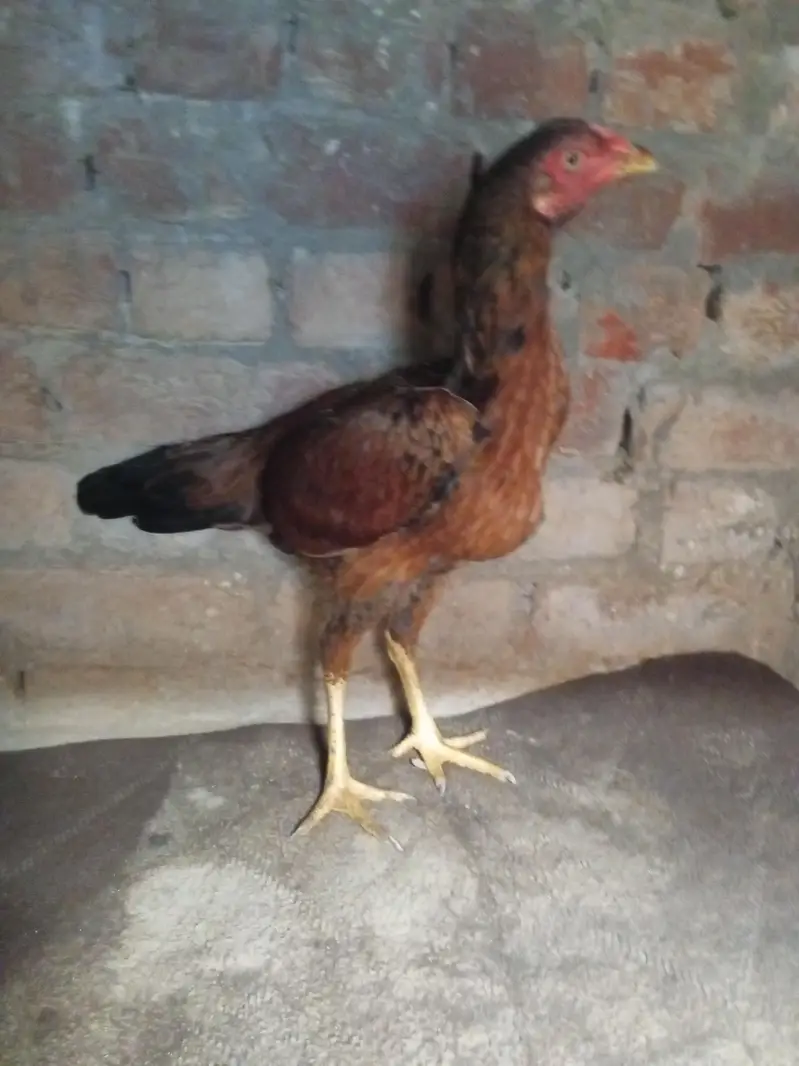 sale female hen high quality breed — photo 2