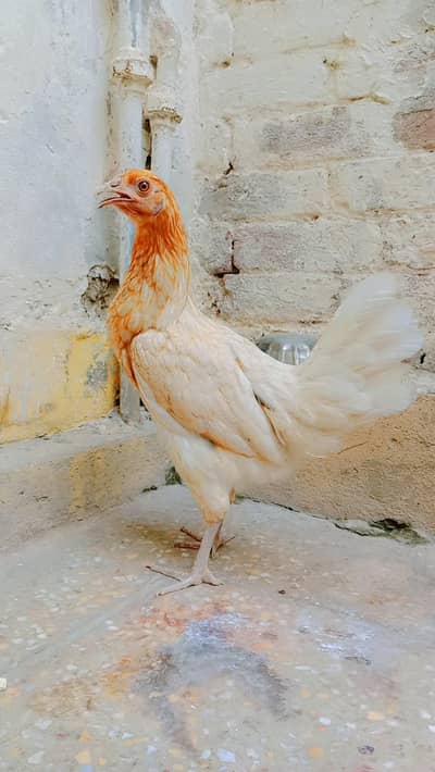 Desi hens