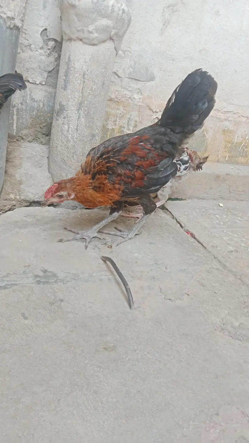 Desi hens — photo 3