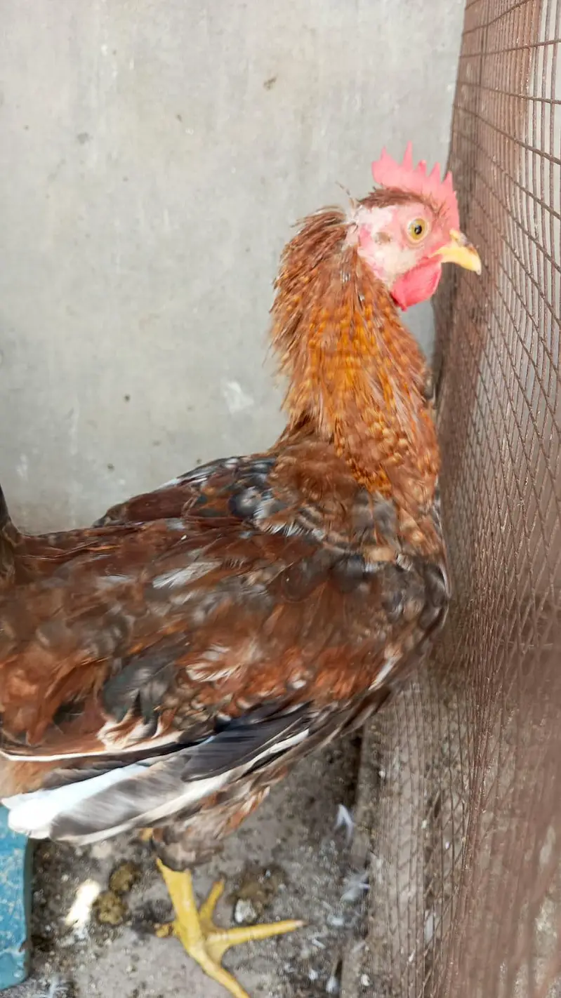 Desi hens — photo 4