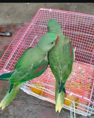 Kashmir raw paroot My WhatsApp number 0342.61. 74.742for sale