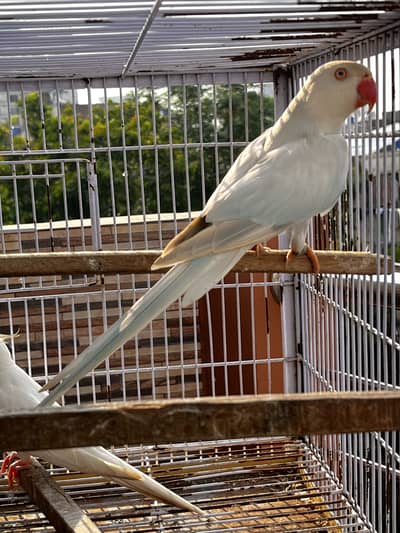 Blue lacewing female watsap 03234736772
