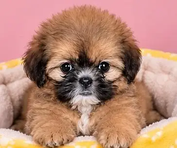 shih tzu puppy female available for — photo 2